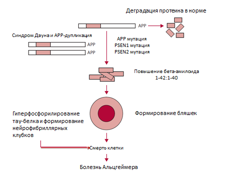 Белок альцгеймера