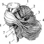 6.2.2. Задний мозг