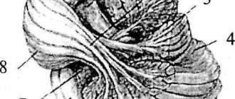 6.2.2. hindbrain