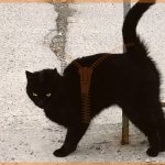 ailurophobia fear of cats