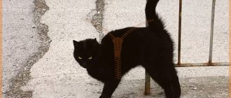 айлурофобия боязнь кошек