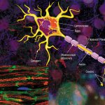 Аксон – главный «кабель» нейрона, покрытый миелиновой оболочкой. Он отдаленно напоминает линию электропередач с цепочкой изоляторов. Цель оболочки, которую формируют специальные обслуживающие клетки (олигодендроциты либо клетки Шванна), – обеспечить передачу электрических импульсов без потерь и с максимальной скоростью. © Servier Medical Art. Слева – аксоны седалищных нервов мыши (красные), обернутые клетками Шванна (зеленые, ядра – синие). Фото A. Alvarez-Prats и T. Balla. © Eunice Kennedy Shriver National Institute of Child Health and Human Development/NIH