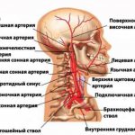 Артерии шеи и головы