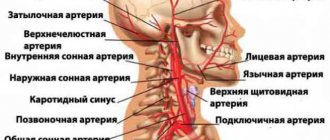 Бца артерии фото