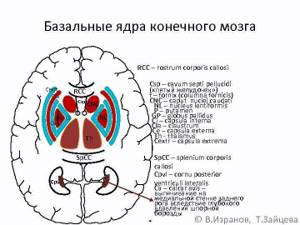 Базальные ядра головного мозга анатомия схема