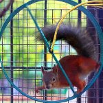 белка в колесе