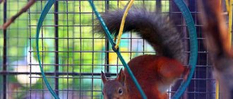 белка в колесе