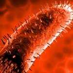 Бешеная кошка укусила человека