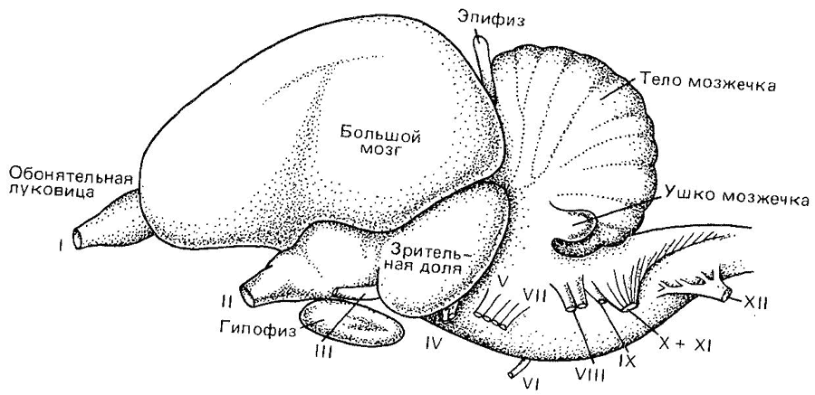 Головной мозг голубя схема