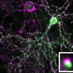 Два нейрона