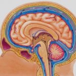 Движение ликвора в ГМ