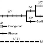 Эволюция гена FOXP2