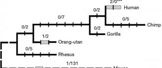 Evolution of the FOXP2 gene