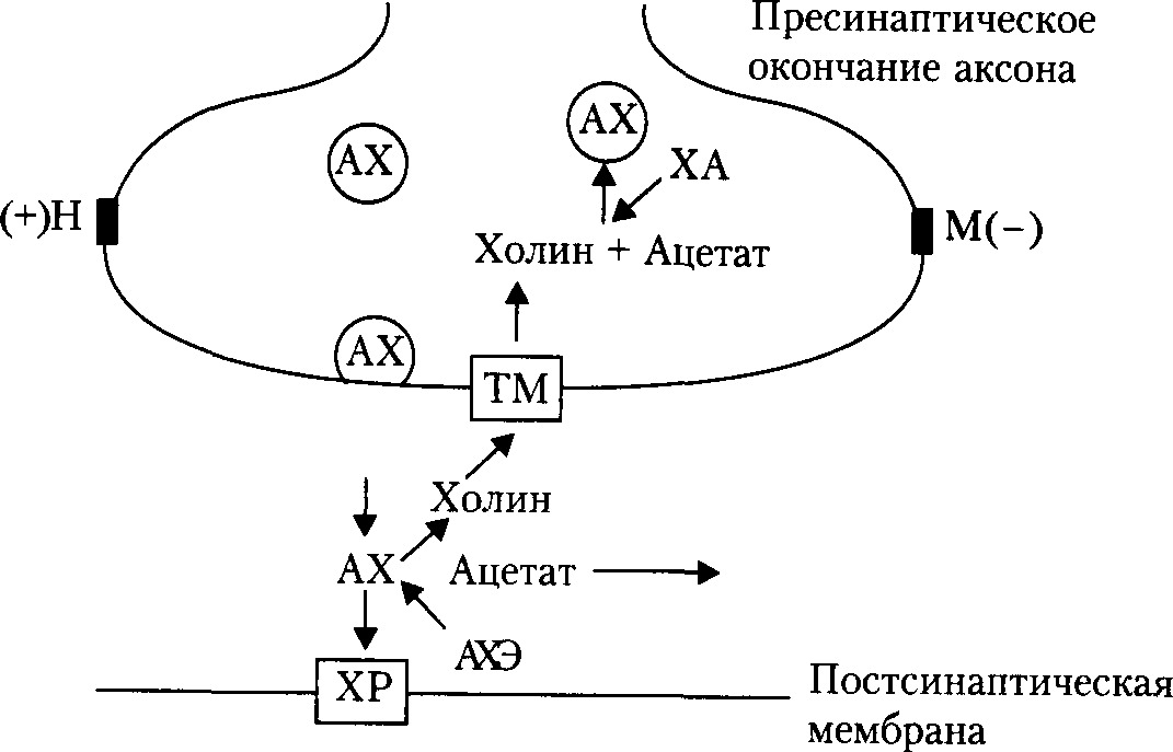 Холинергический синапс. Схема холинергического синапса фармакология. Схема передачи нервного импульса в холинергических синапсах. Схема биосинтеза и утилизации ацетилхолина в холинергических нервах. Строение холинергического синапса.