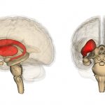 Где находится гиппокамп