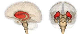 Где находится гиппокамп