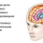 Где находится обонятельный мозг