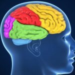 головной мозг человека