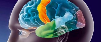 brain