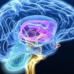 головной мозг