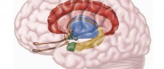 головной мозг