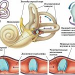 Головокружение при наклоне головы вниз. Причины