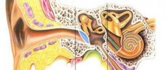 Как и чем лечить кохлеарный неврит слухового нерва. нейросенсорная тугоухость (кохлеарный неврит): причины, симптомы и лечение кохлеарный неврит слухового нерва симптомы лечение