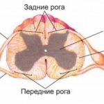 How the human spinal cord works: structure and functions, what makes up the gray matter