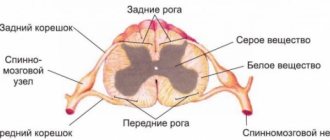 How the human spinal cord works: structure and functions, what makes up the gray matter