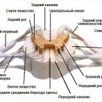 Myelitis is an inflammation of the inner and outer parts of the spinal cord