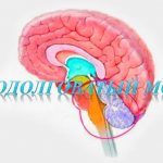 Мозг в разрезе