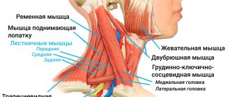 Нахождение лестничной мышцы