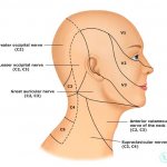 натомия затылочного нерва