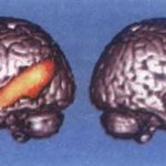 Области мозга, активированные при поиске буквы в связном тексте (слева), по сравнению с восприятием несвязанной последовательности слов (справа)