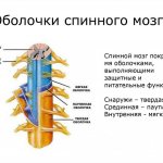 Оболочки спинного мозга