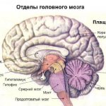 Divisions of the brain