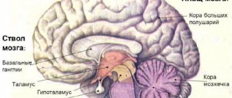 Отделы головного мозга