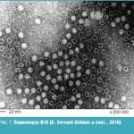 Парвовирус В19