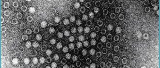 Парвовирус В19