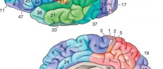 Brodmann's areas laterally and medially