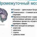 Промежуточный мозг