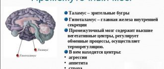 Diencephalon
