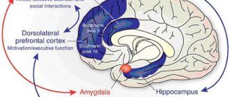 Протокол поясной извилины: снимаемся с ручника