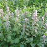 Motherwort plant - photography
