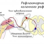 Reflex arc of the knee reflex