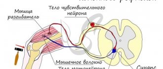 Reflex arc of the knee reflex