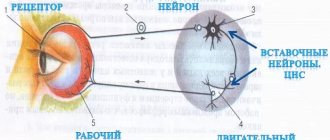 Reflex arc