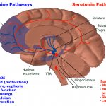 Серотониновые и дофаминовые пути