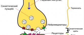 Schematic representation of the synapse structure