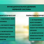 Симпатическая и парасимпатическая нервные системы